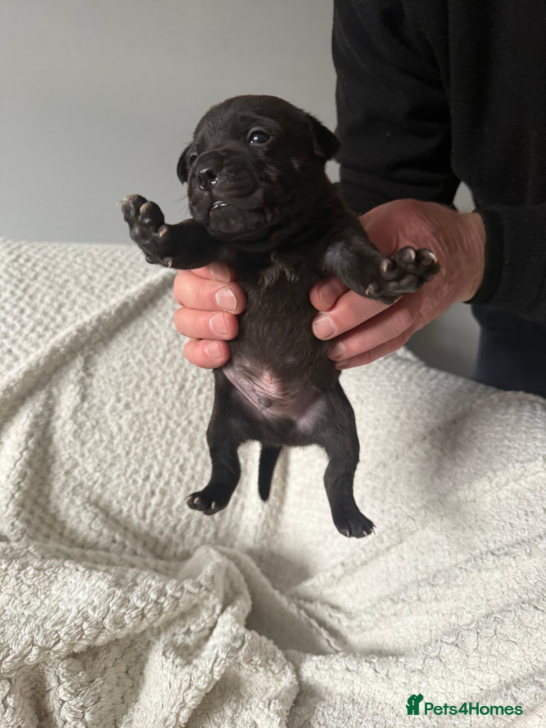 Staffordshire Bull Terrier dogs for sale: Six blue and black Staffordshire bull terriers  - Advert 14