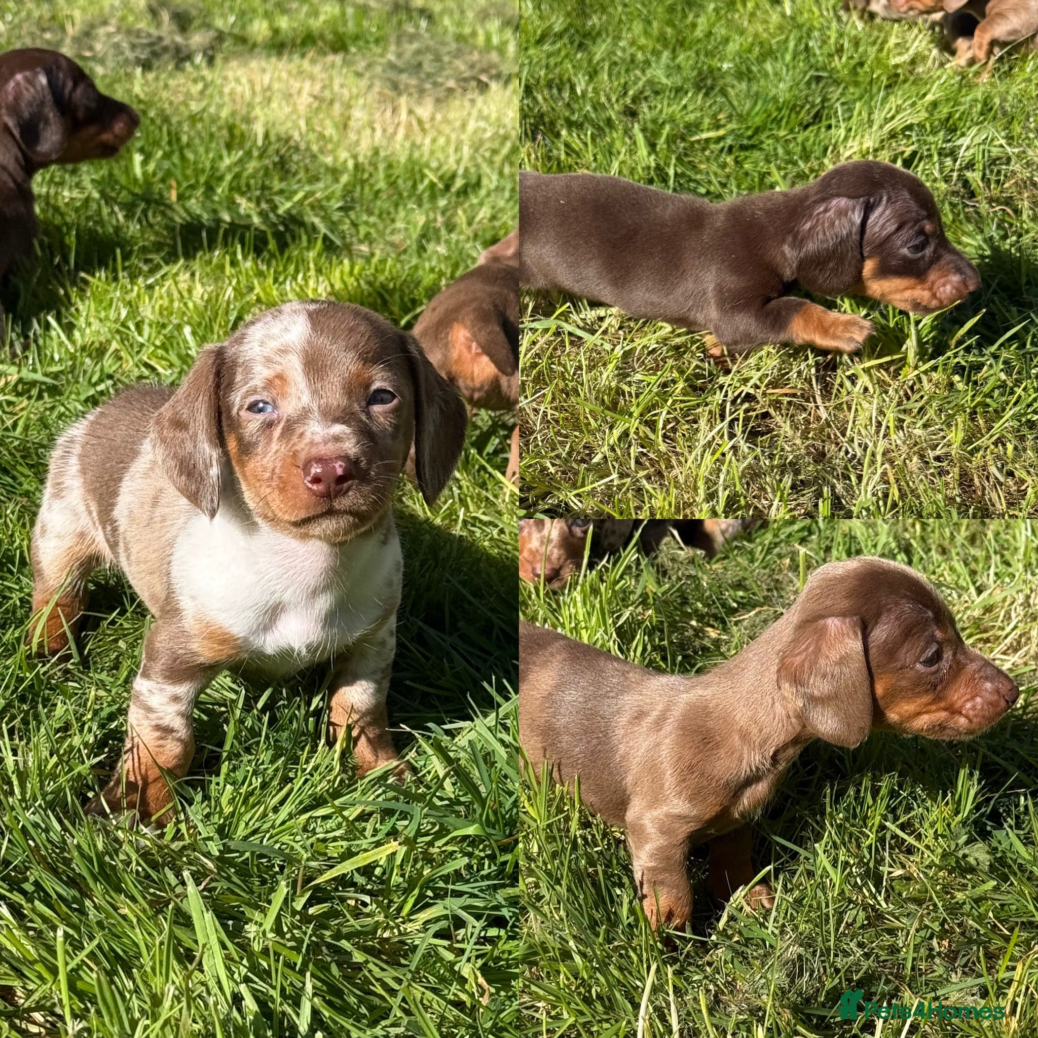 Miniature Dachshund dogs Miniature Daschunds 2 boys & 1 girl - Advert 1