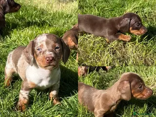 Miniature Dachshund dogs Miniature Daschunds 2 boys & 1 girl - Advert 1