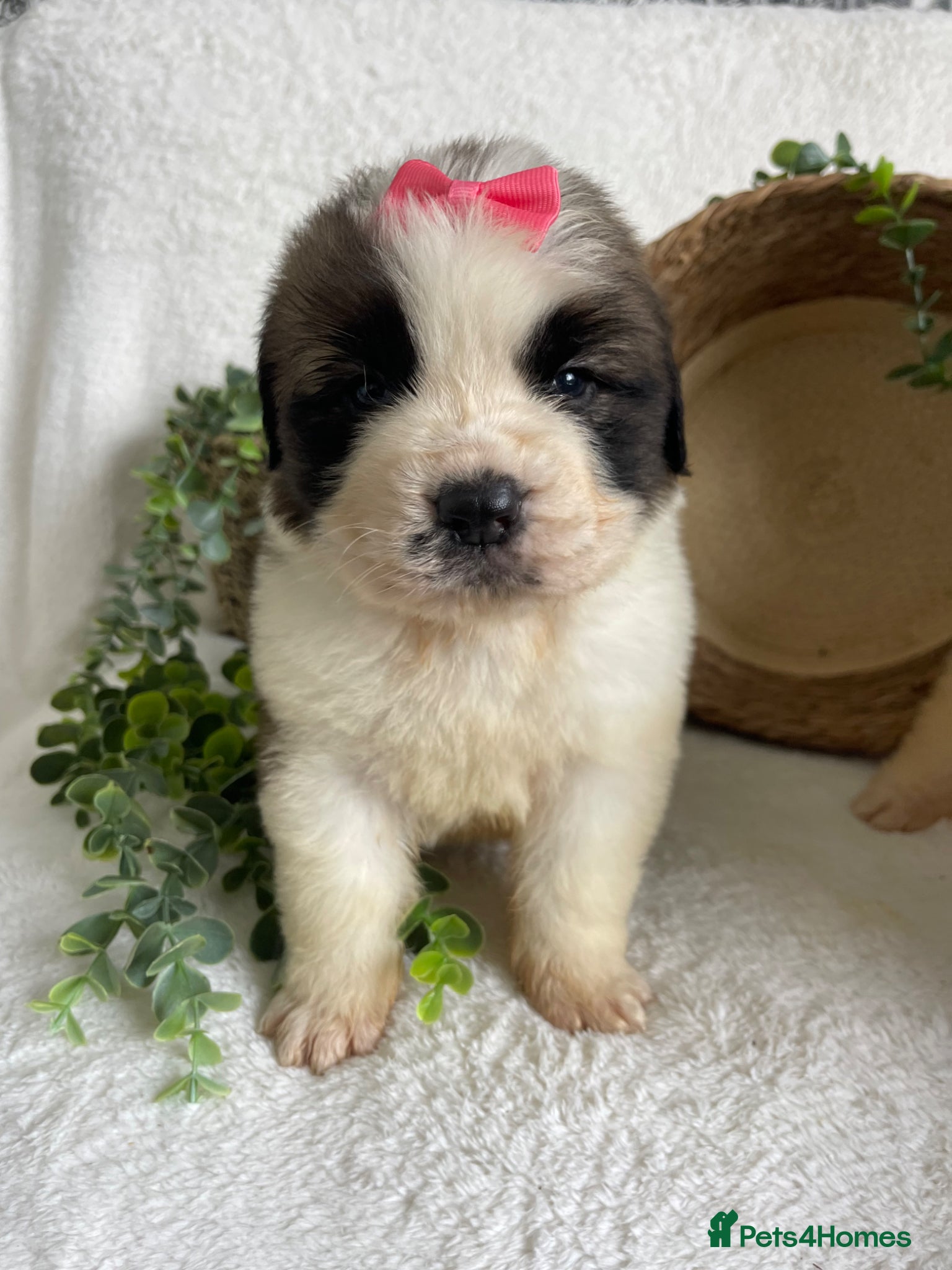 Saint Bernard dogs STUNNING ST BERNARD PUPPIES - Advert 2