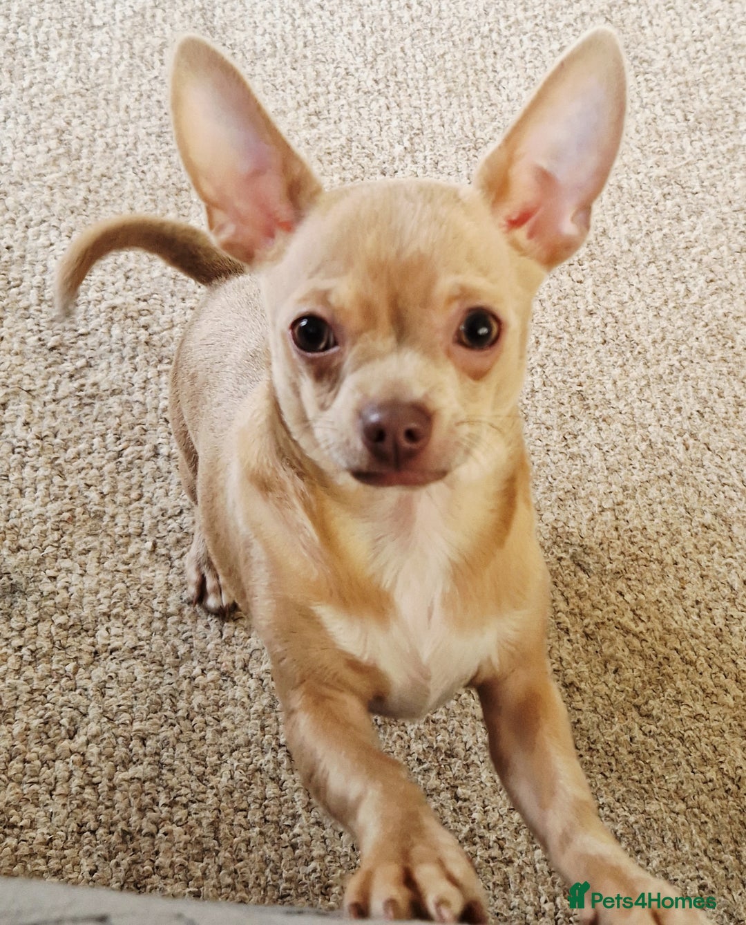 Chihuahua dogs for sale: Chihuhaha Puppies for sale - Advert 8