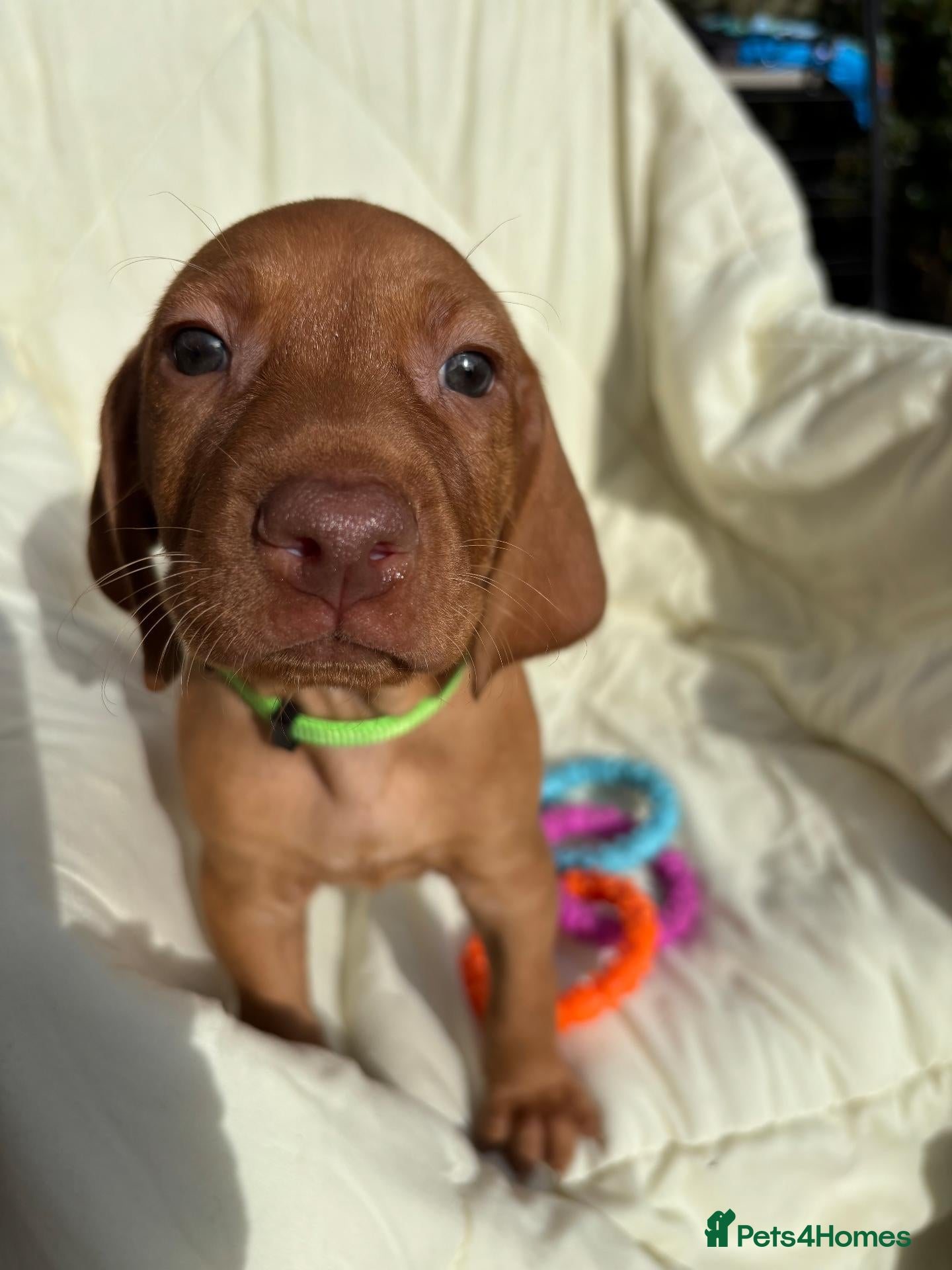 Hungarian Vizsla dogs 1 boy  Vizsla KC puppy left 6 and bit weeks old.  - Advert 1