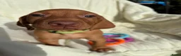 Hungarian Vizsla dogs for sale: 8 Five week old KC Reg Vizsla Puppies for sale - Advert 14