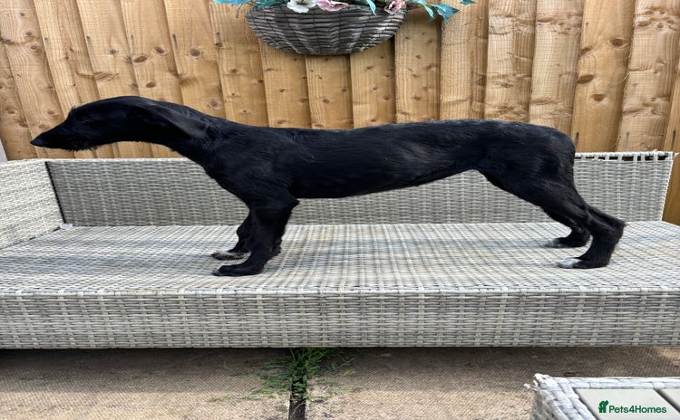 Lurcher dogs in Leicester - Advert 1