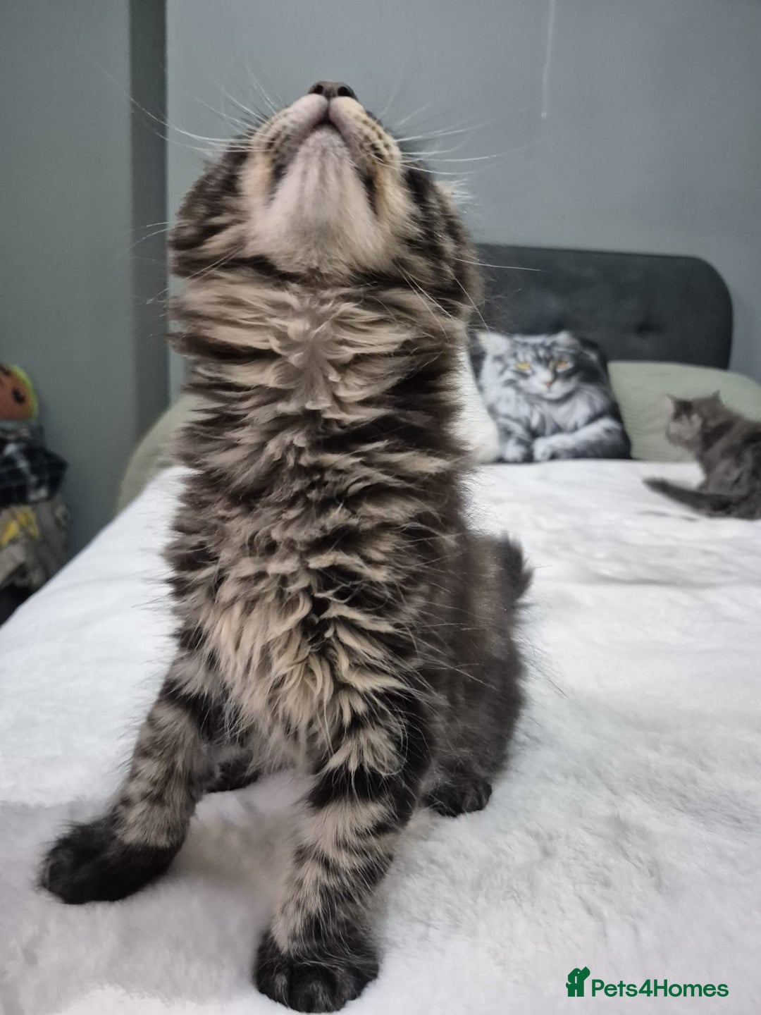 Maine Coon cats for sale: Stunning litter of maine coon kittens  - Advert 10