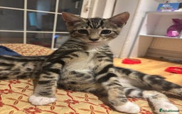 Domestic Shorthair cats for sale: Male Kitten - very cuddly and friendly  - Image 2