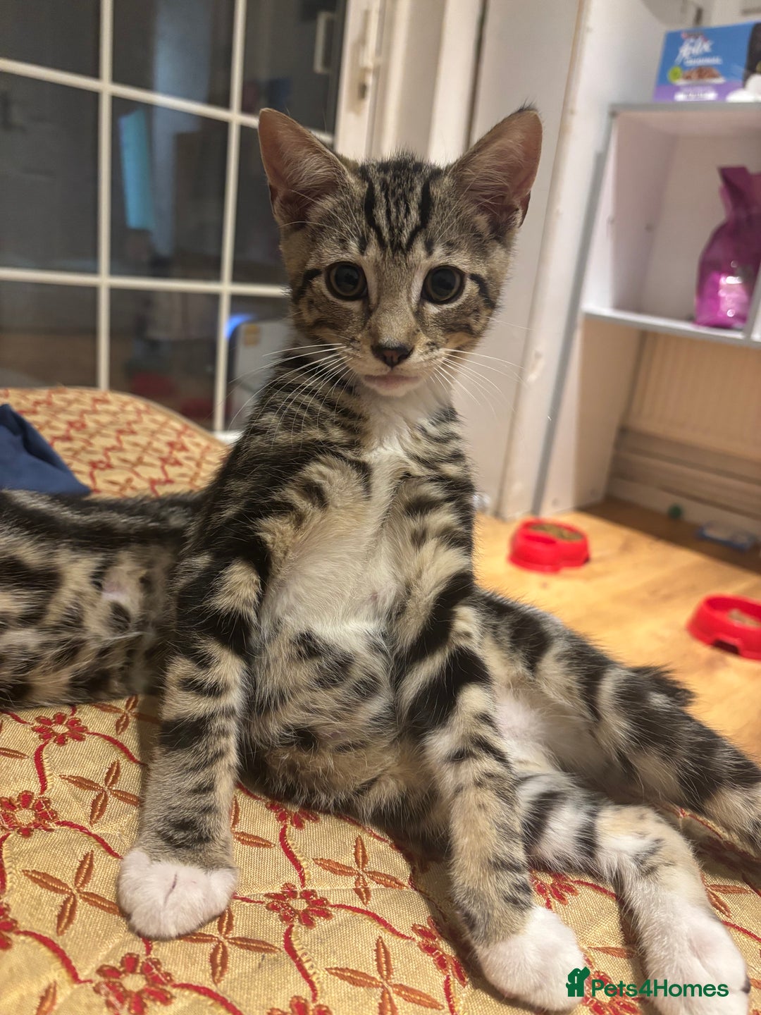 Domestic Shorthair cats for sale: Male Kitten - very cuddly and friendly  - Image 2