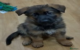 German Shepherd dogs for sale: GERMAN SHEPHERD PUPPIES FOR SALE - Image 5