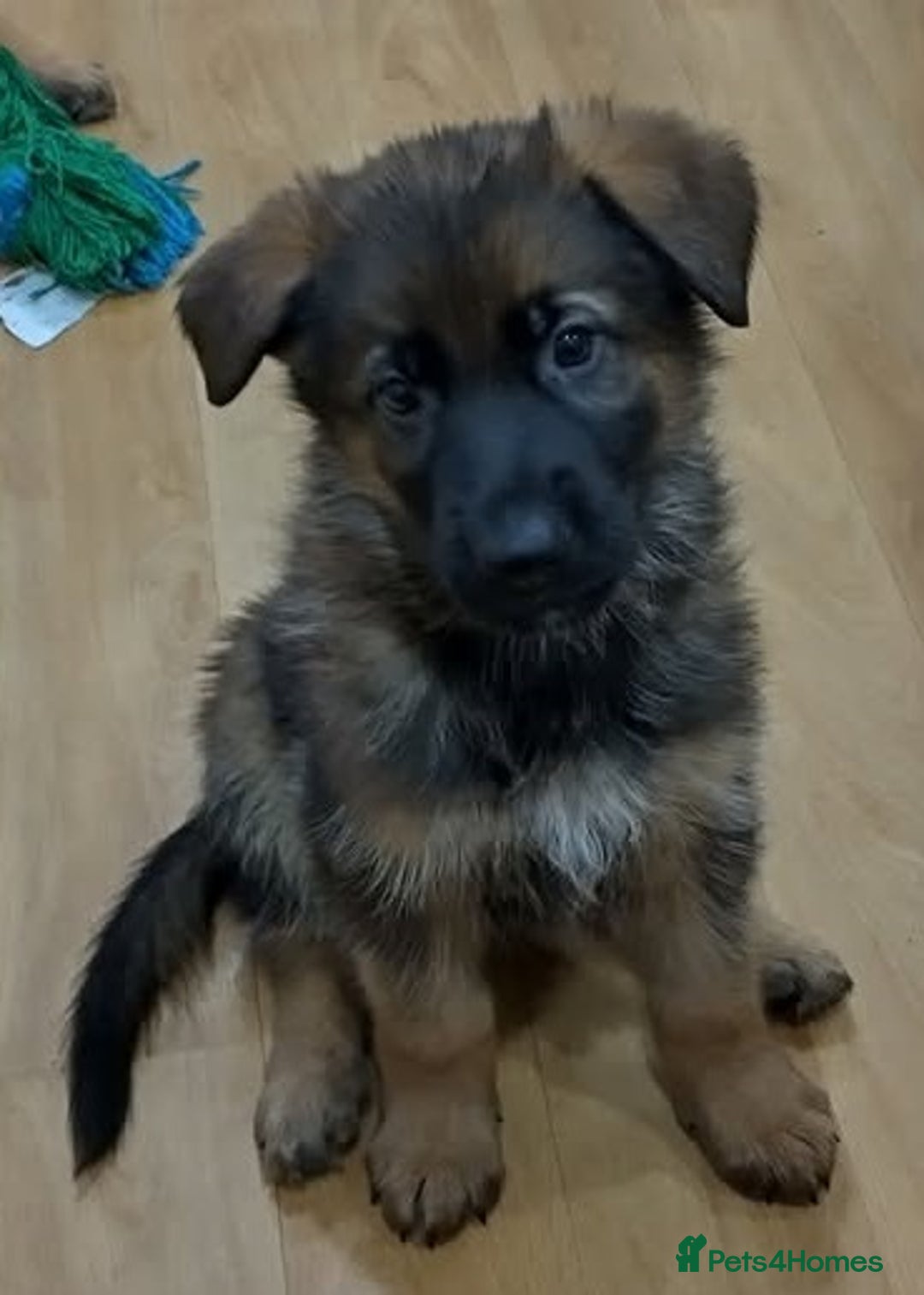 German Shepherd dogs for sale: GERMAN SHEPHERD PUPPIES FOR SALE - Image 5