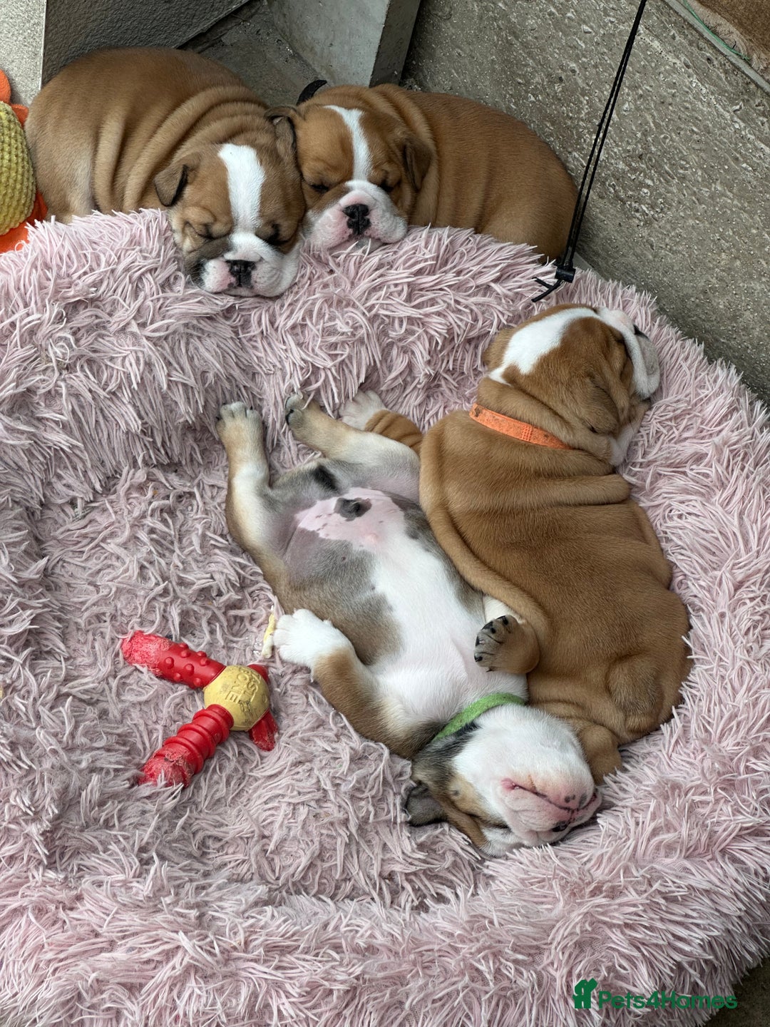 English Bulldog dogs for sale: KC REG AMAZING LITTER OF BRITISH BULLDOGS - Image 8