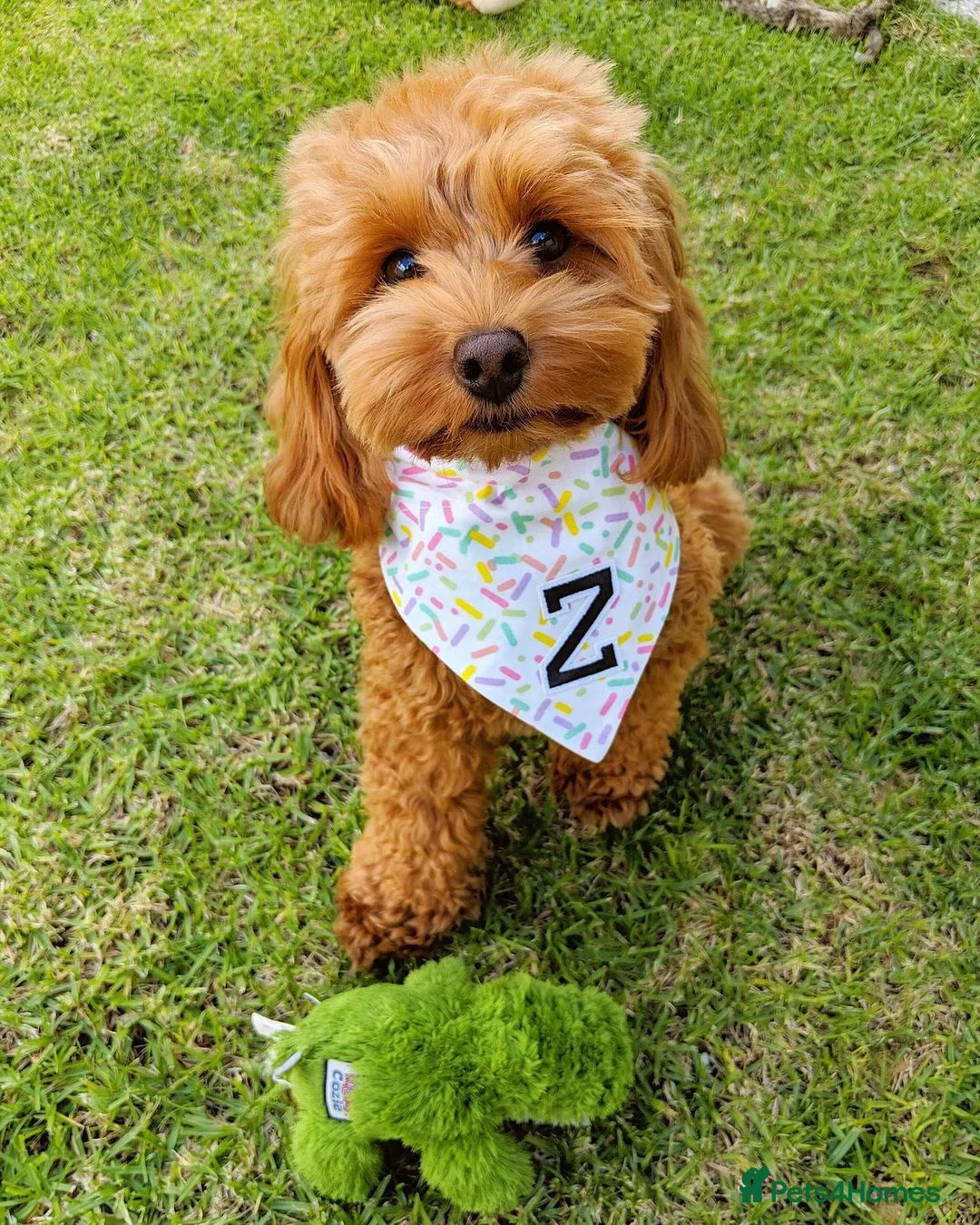 Cavapoo dogs for sale: Beautiful Cavapoo Puppy – Zoey 8 Months Old - Advert 1