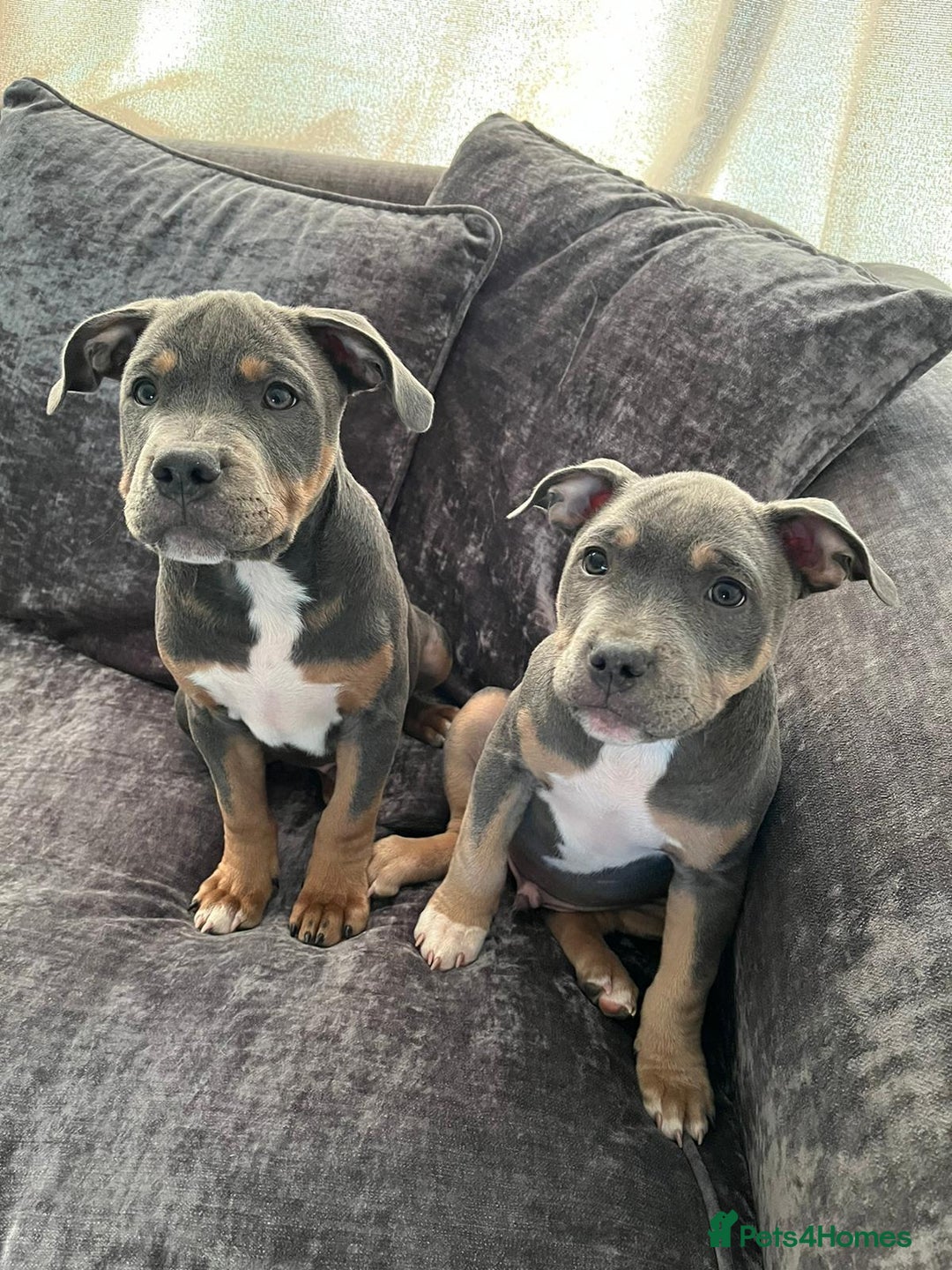 Staffordshire Bull Terrier dogs for stud: Cracking Staffordshire bull terriers for stud 🐾 - Advert 7