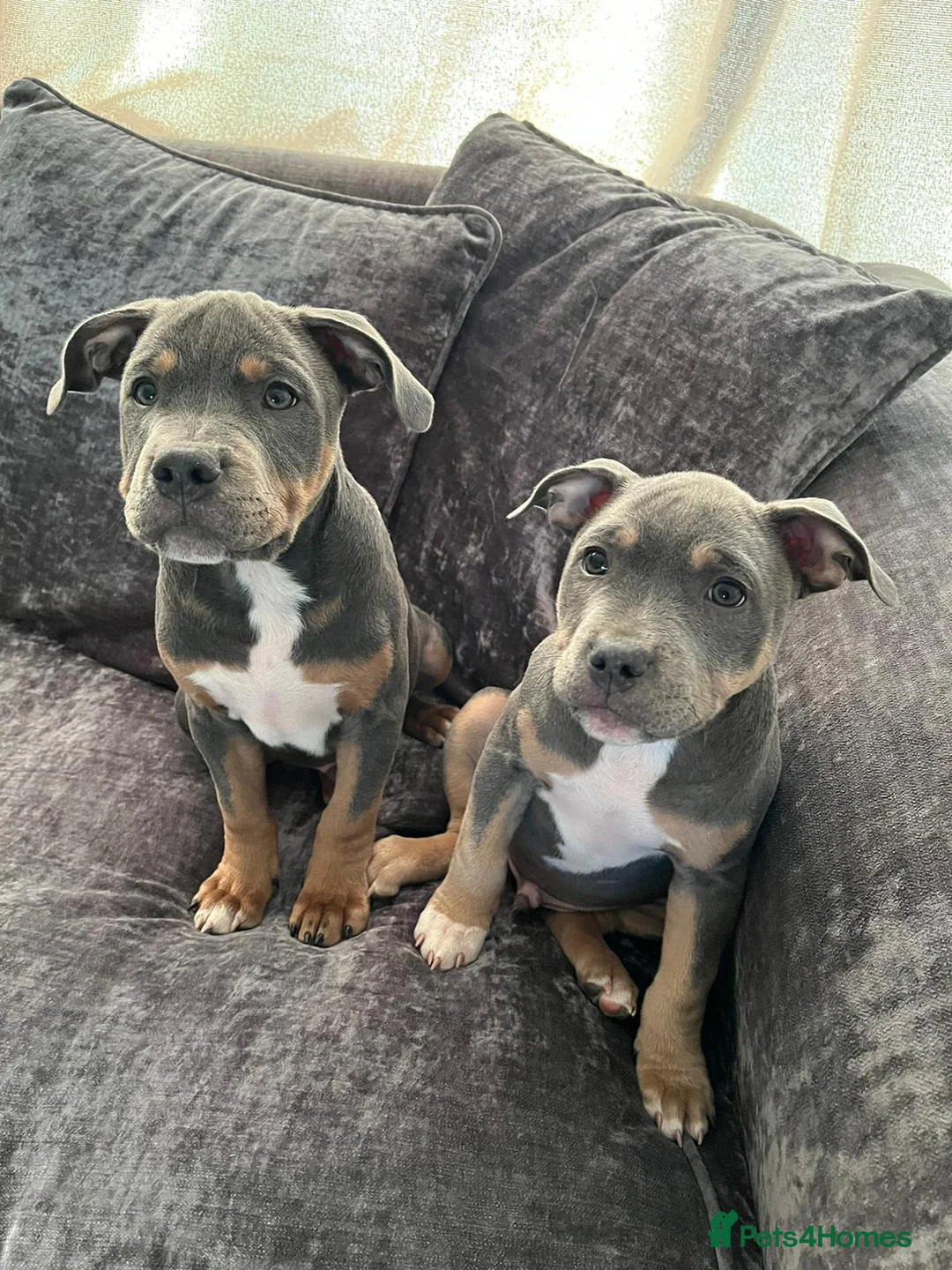 Staffordshire Bull Terrier dogs for stud: Cracking Staffordshire bull terriers for stud 🐾 - Advert 7