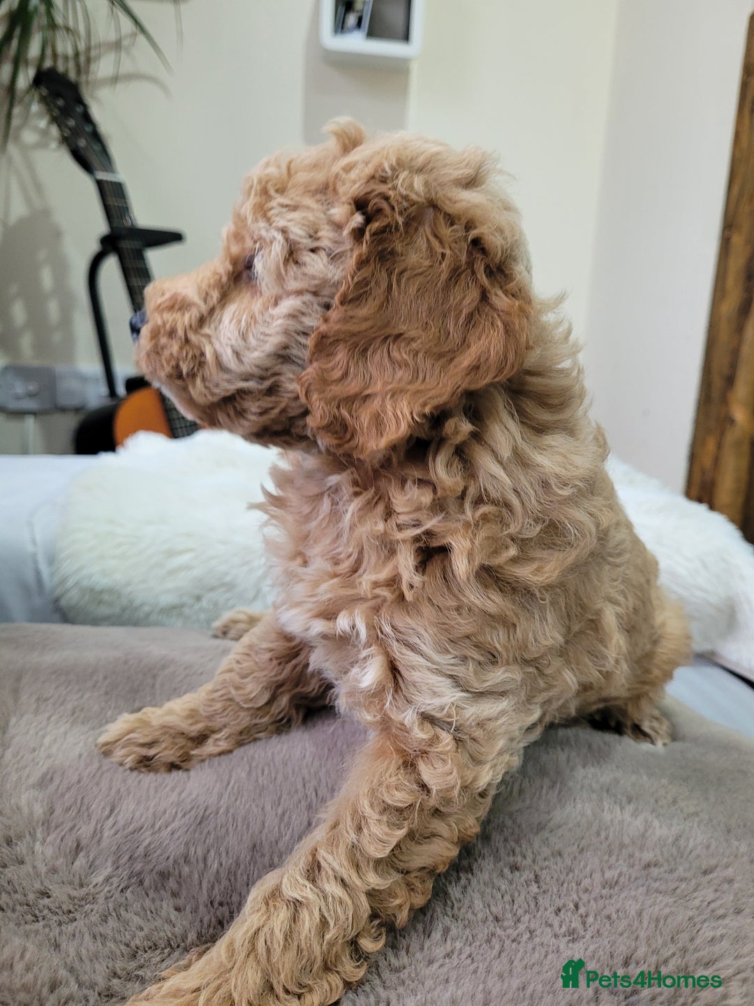 Cockapoo dogs for sale: Sweet boy cockapoo - Advert 10