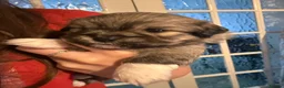 Mixed Breed dogs for sale: Four beautiful Maltipeke puppies  in Wirral - Advert 15