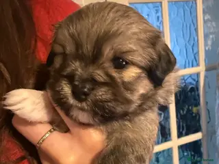 Mixed Breed dogs Four beautiful Peka-tease puppies 🐶 - Advert 1