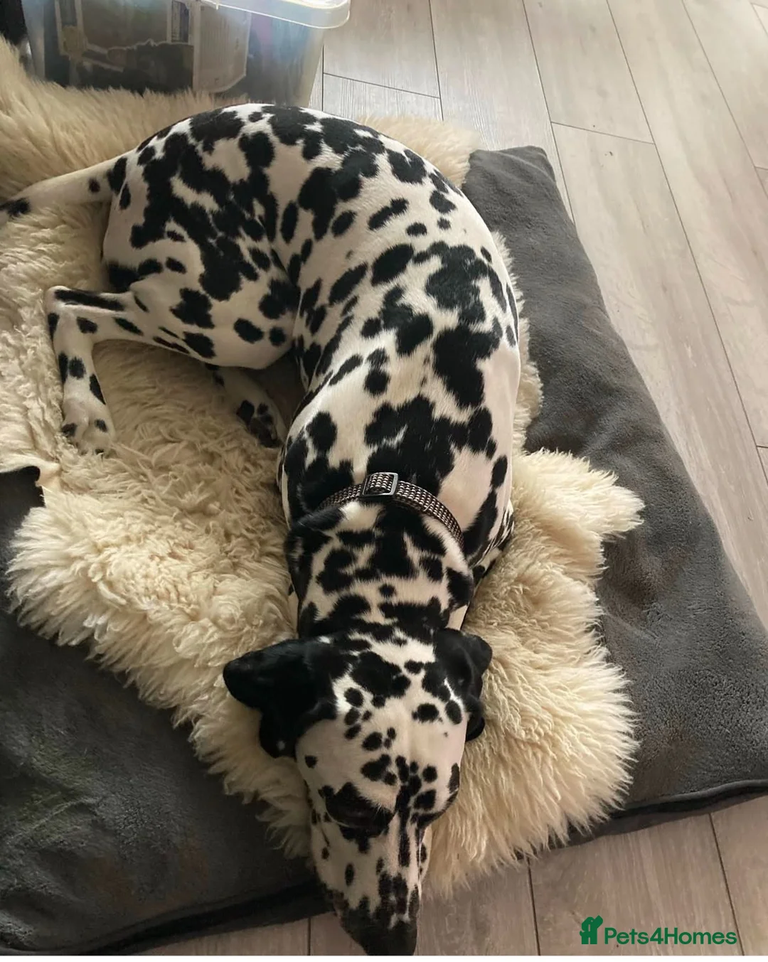 Dalmatian dogs for sale: Dalmy - Advert 2