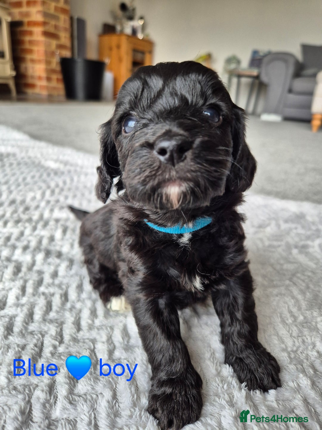 Cockapoo dogs for sale: Gorgeous F2b Cockapoos  - Image 5