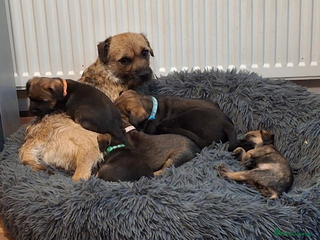 Border Terrier dogs for sale: KC registered Border Terriers - Advert 1