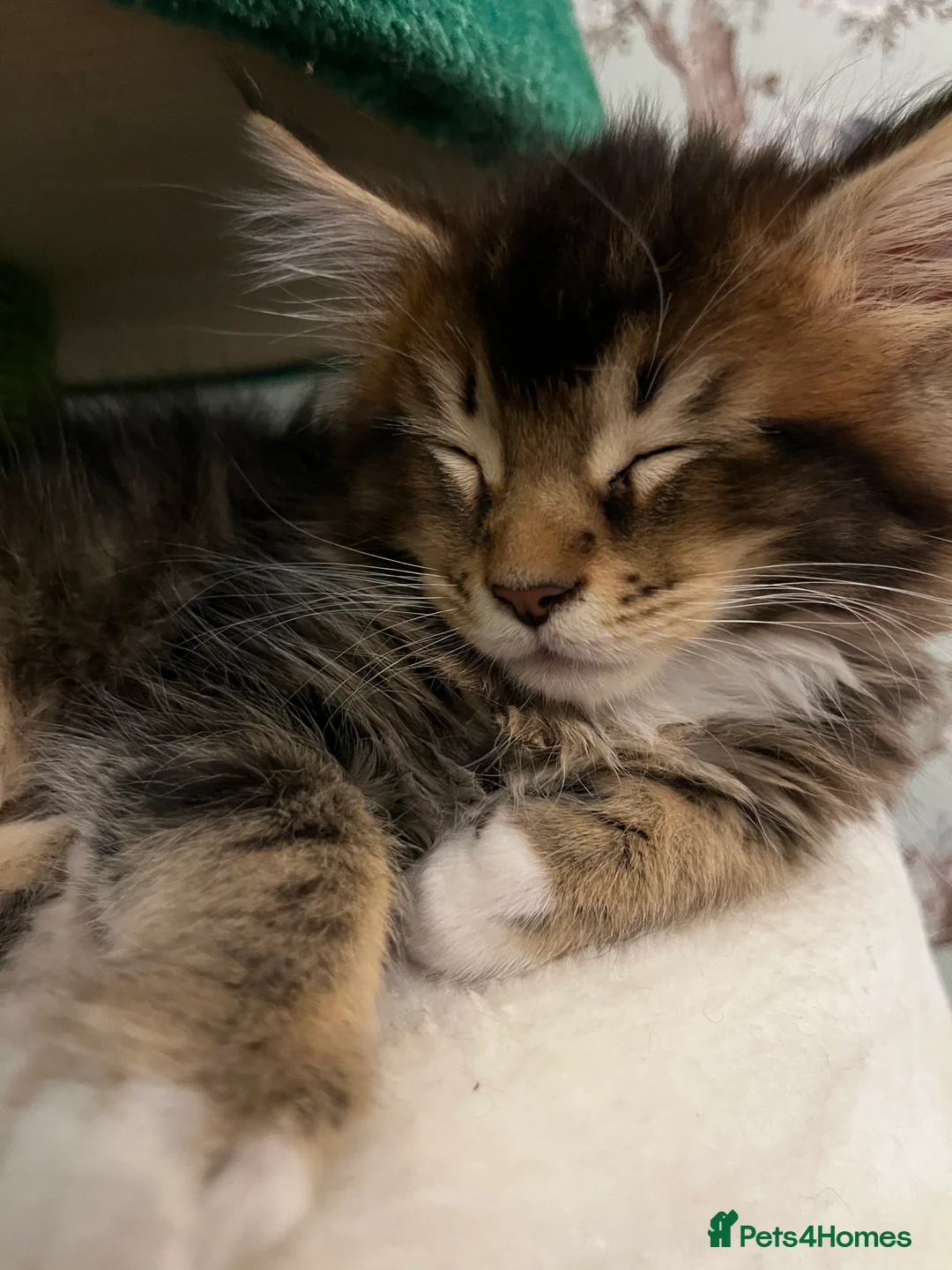 Maine Coon cats for sale:  Pedigree Maine Coon kittens - Advert 39