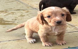 Cocker Spaniel dogs for sale: Out standing  Health tested working cockers  - Image 12