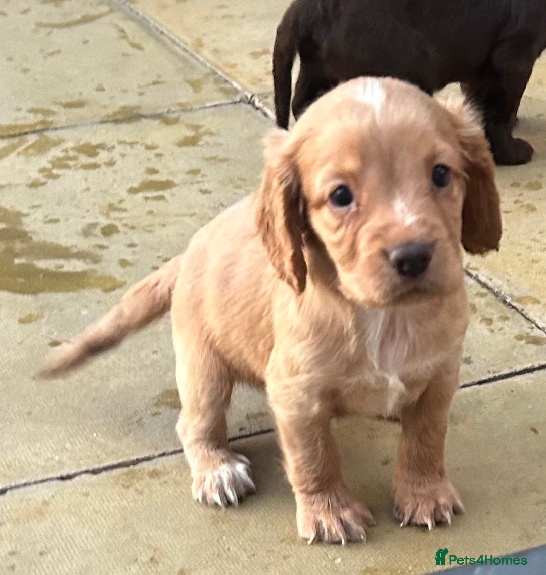 Cocker Spaniel dogs for sale: Out standing  Health tested working cockers  - Image 12