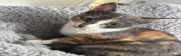 Domestic Shorthair cats for sale: 9 Month Old Kitten, Kova  in Glasgow - Advert 2
