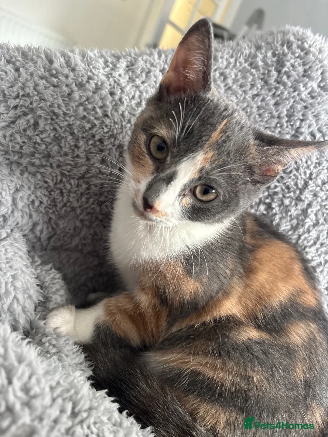 Domestic Shorthair cats for sale: 9 Month Old Kitten, Kova  in Glasgow - Advert 2