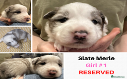 Border Collie dogs for sale: Merle Blue Eye KC Registered Border Collie Puppies - Image 2