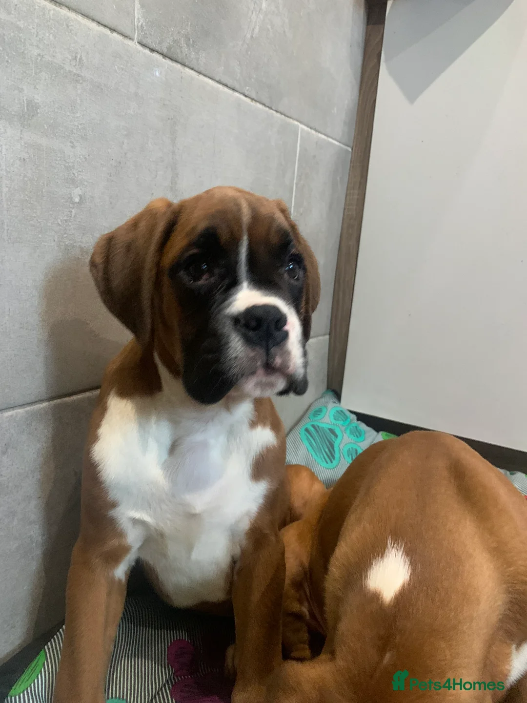 Boxer dogs for sale: Beautiful boxer pups - Advert 2