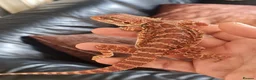 Bearded Dragon reptiles for sale: Bearded dragons for sale  - Advert 4