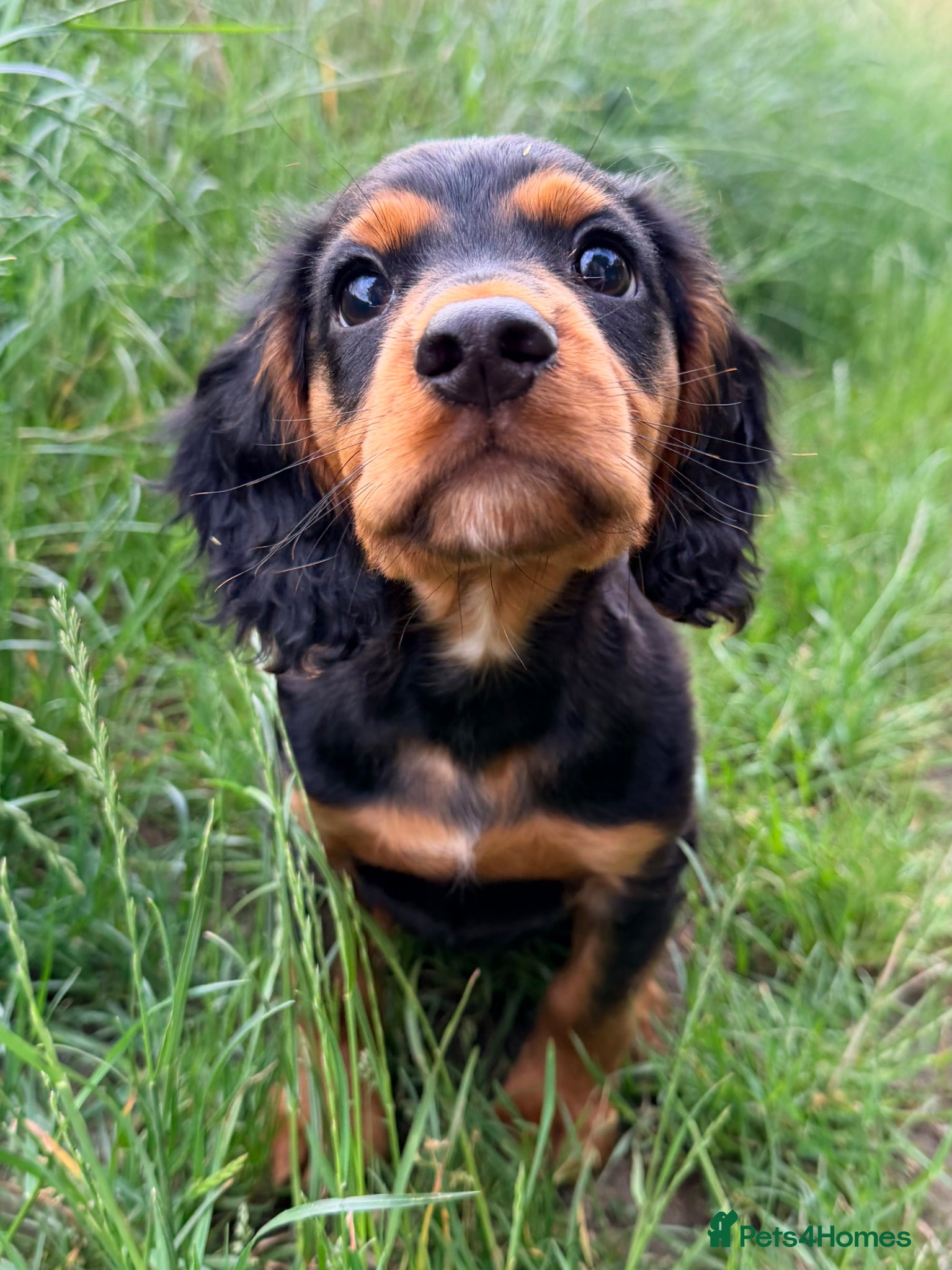 Cocker Spaniel dogs Last boy 🖤 KC Cocker Spaniel - puppy culture - Advert 1