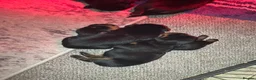 Rottweiler dogs for sale: Beautiful Rottweiler puppies  - Advert 26