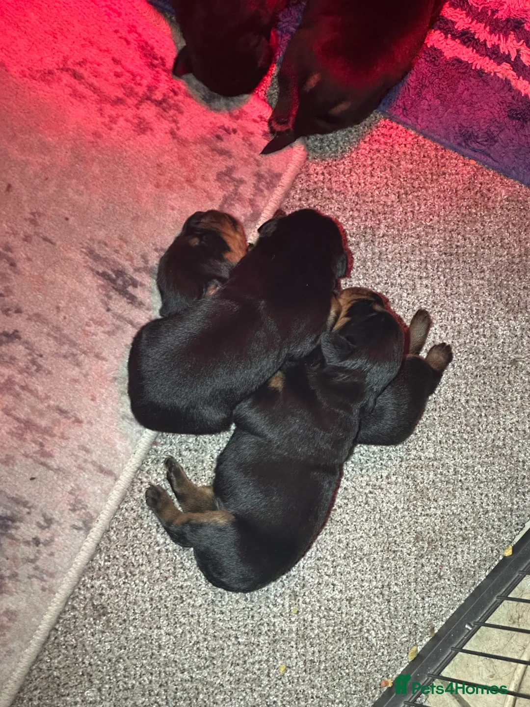 Rottweiler dogs for sale: Beautiful Rottweiler puppies  - Advert 26