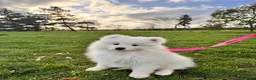 Samoyed dogs for sale: Lovely 1 GIRL Samoyed puppy - Advert 1