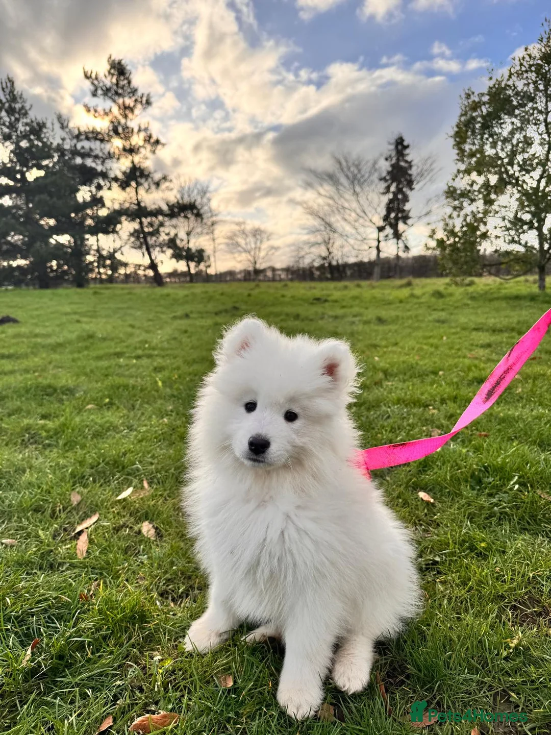 Samoyed dogs for sale: Lovely 1 GIRL Samoyed puppy - Advert 1