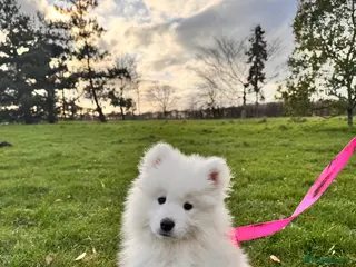 Samoyed dogs Lovely 1 GIRL Samoyed puppy - Advert 4