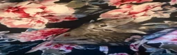 Mixed Breed cats for sale: 3 Beautiful kittens ready for their forever homes - Advert 3