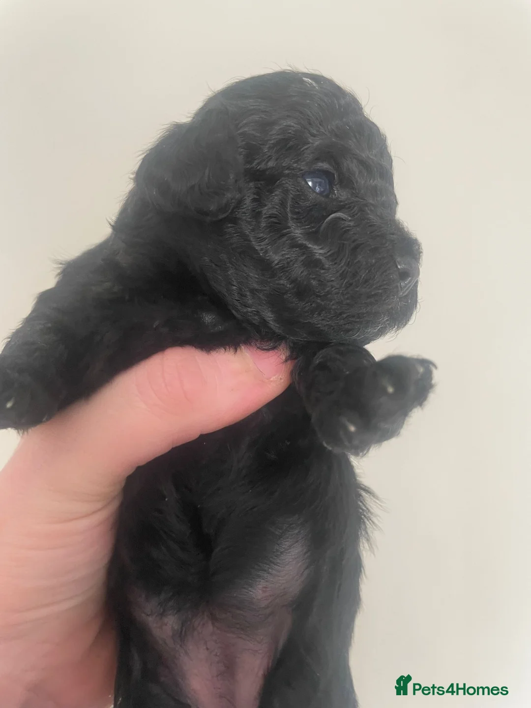 Cockapoo dogs for stud: Proven beautiful black cockapoo - Advert 2