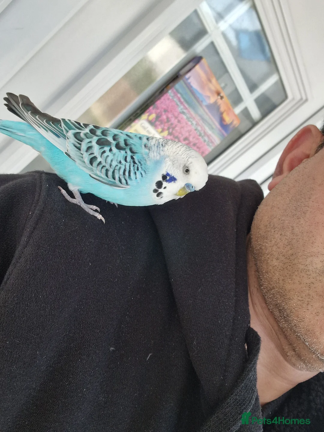 Budgerigars birds for sale: Super silly hand tamed Budgies  - Advert 2