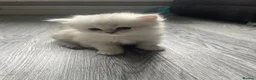 Persian cats for sale: Chinchilla Persian  in West Bromwich - Advert 2