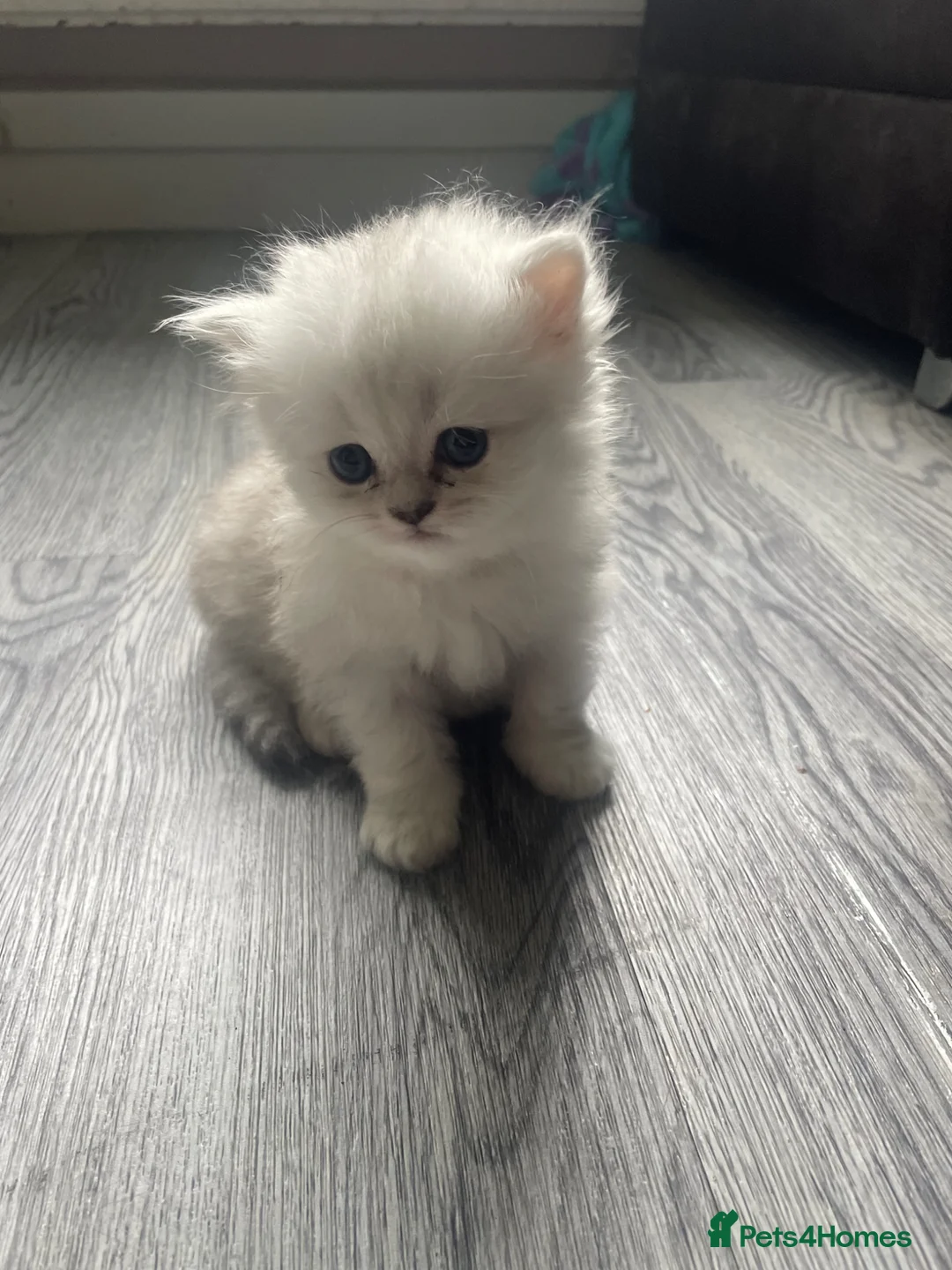 Persian cats for sale: Chinchilla Persian  in West Bromwich - Advert 2