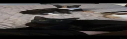 Mixed Breed cats for sale: 8 month old black kitten - Advert 2