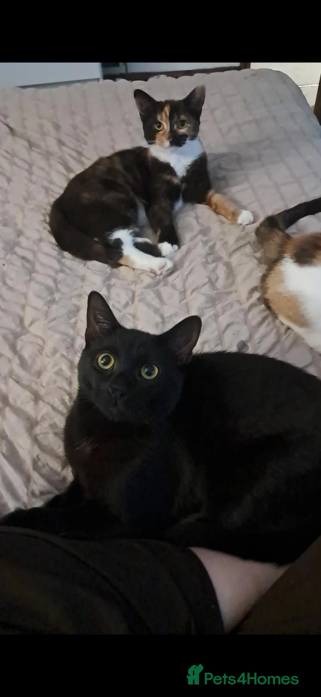 Mixed Breed cats for sale: 8 month old black kitten - Advert 2