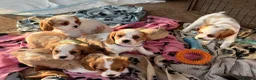 Cavalier King Charles Spaniel dogs for sale: Stunning cavalier King Charles puppies  - Advert 9