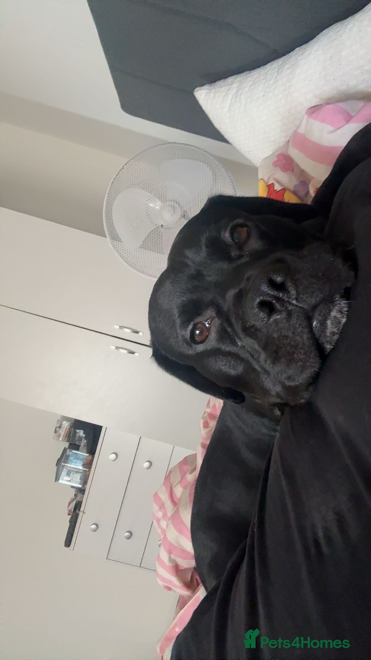 Mixed Breed dogs Rocky  - Advert 1