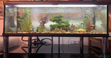 Mollies fish - Advert 1