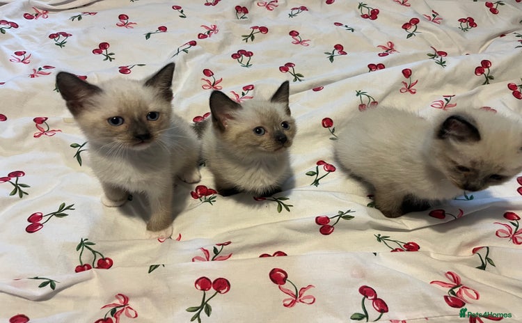 Siamese cats - Advert 1