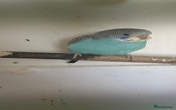 Budgerigars birds for sale: Budgies for sale  - Image 6