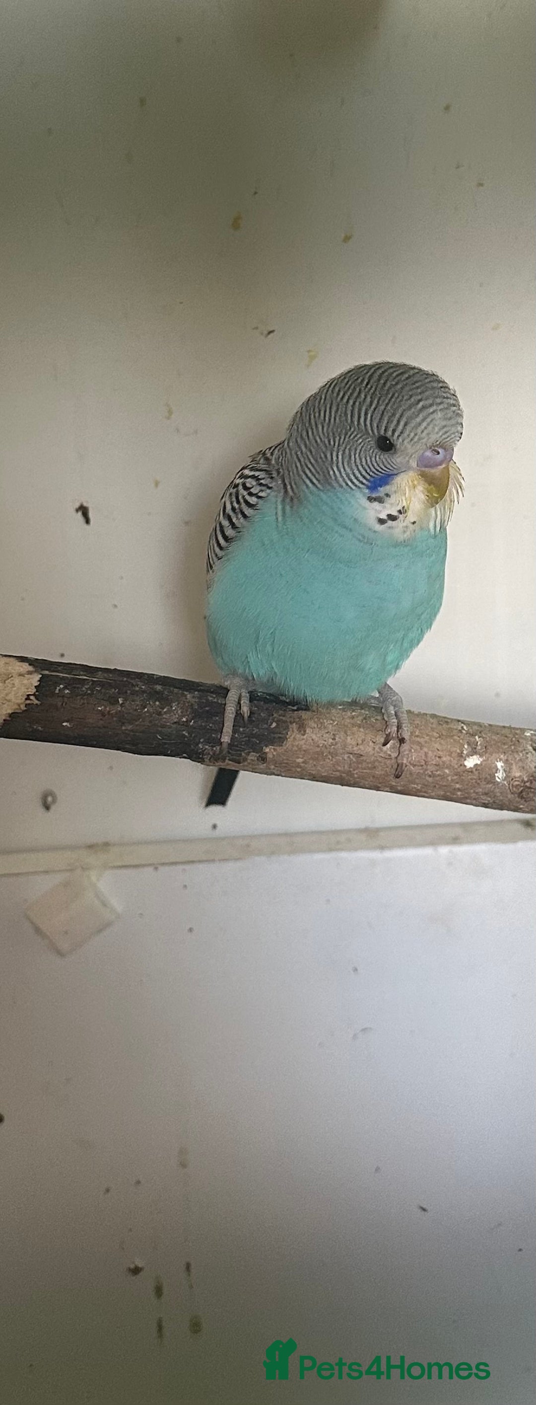 Budgerigars birds for sale: Budgies for sale  - Image 6